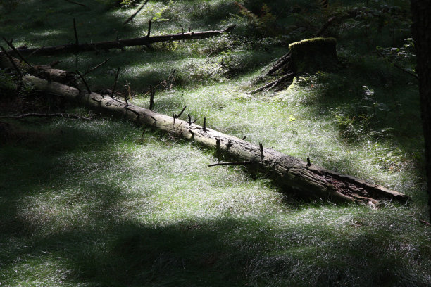 倒下的树图片下载