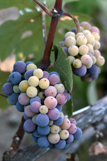 串葡萄图片下载