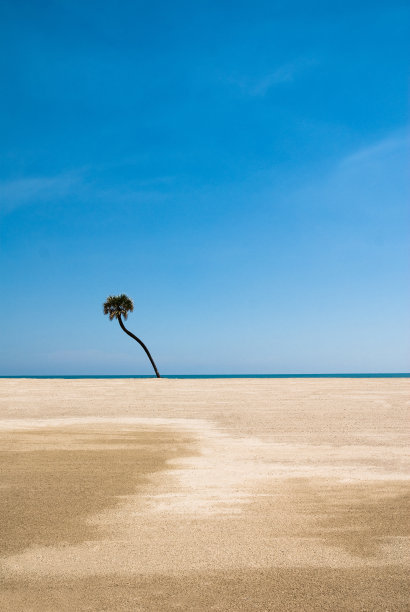 单棕榈图片下载