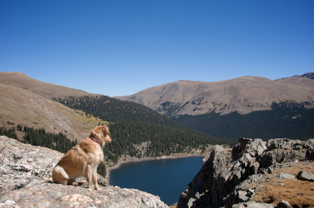 狗的观点图片下载