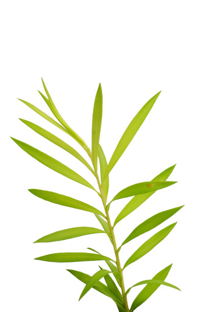 绿叶在白色之上图片下载