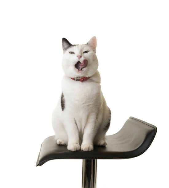 猫舔了舔他的脸颊图片下载