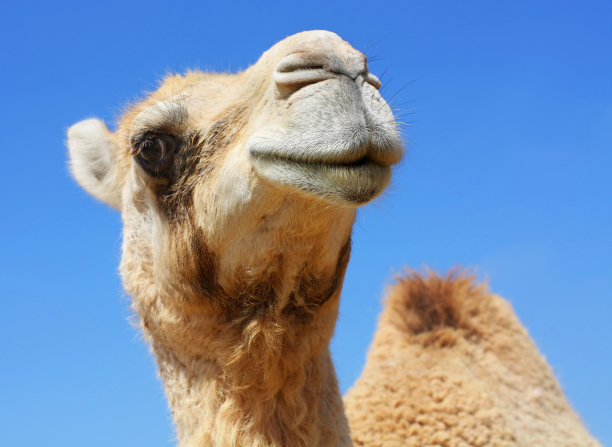 有趣的骆驼素材图片