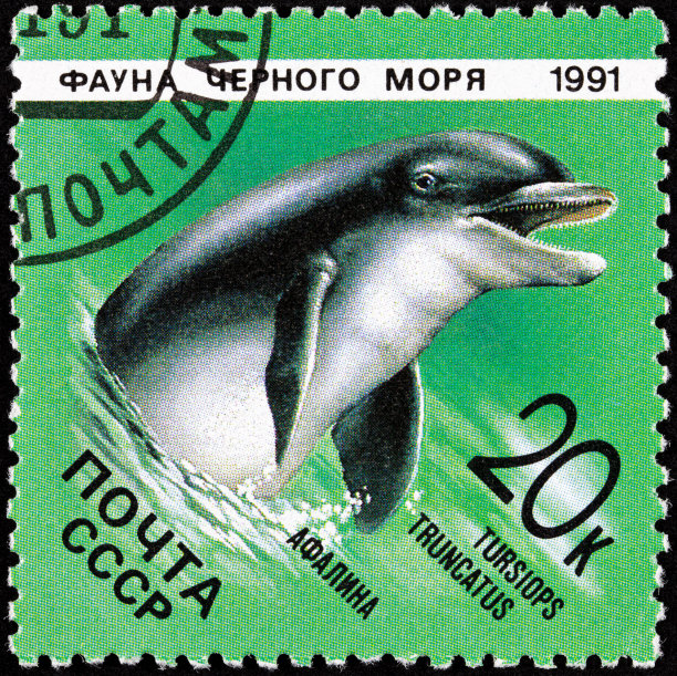 取消苏联邮票宽吻海豚tursiops trunccatus图片下载
