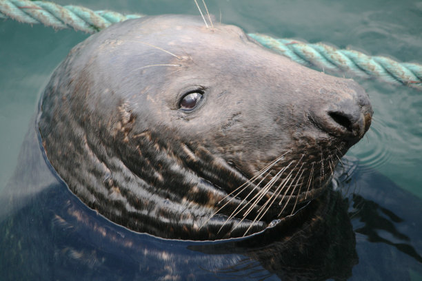 海豹的眼睛图片下载
