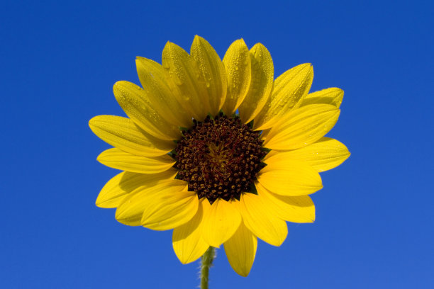 野生向日葵图片下载