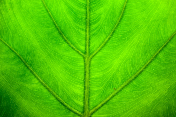 绿叶纹理图片下载