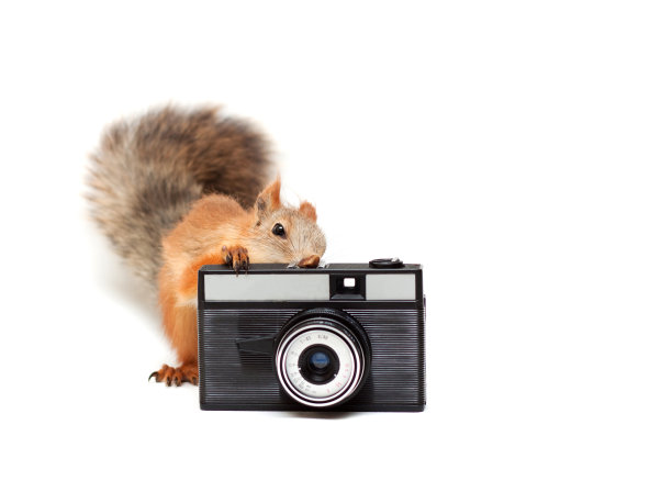 带相机的红松鼠图片下载