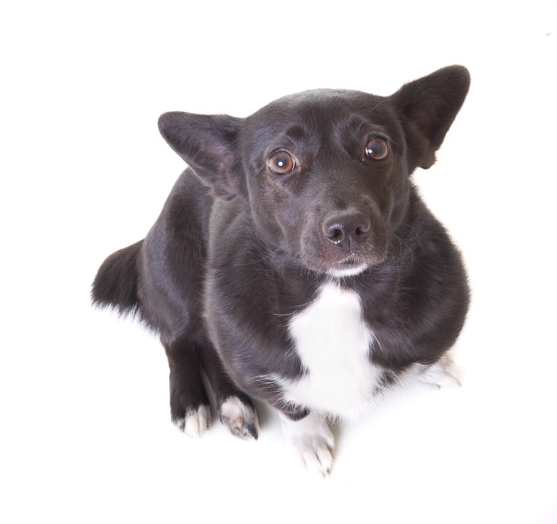 有趣的小狗图片下载