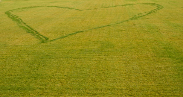 心在草地上图片下载