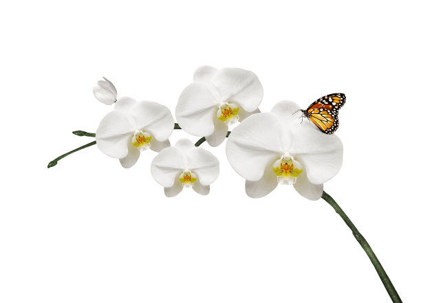 白兰花和蝴蝶图片下载