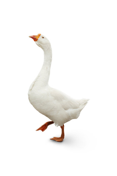 白色的鹅图片下载