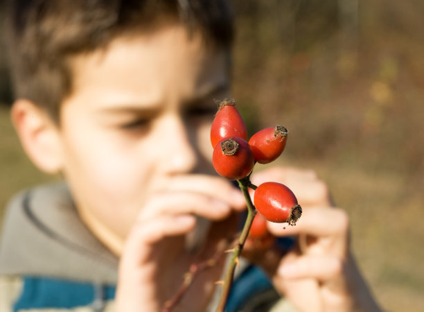 红玫瑰臀部图片下载