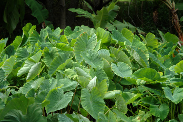 生长在花园里的芋头，在夏威夷用来制作芋泥图片下载