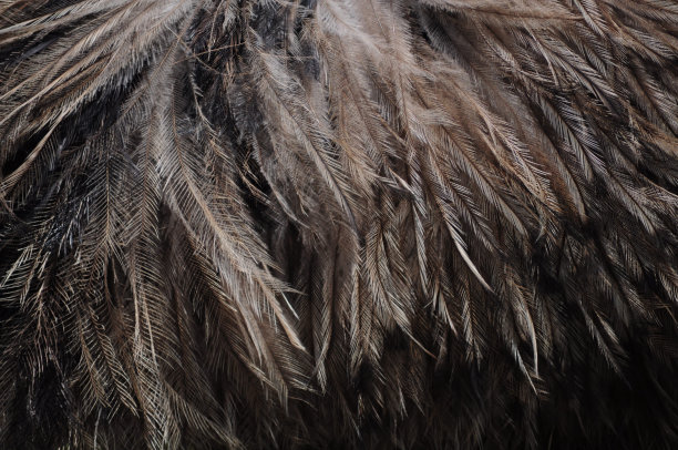 鸵鸟羽毛图片下载