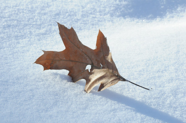 冬雪中的橡树叶图片下载