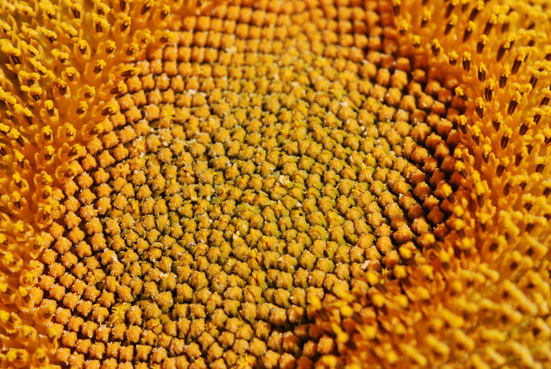 向日葵——中心图片下载