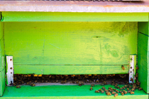 有蜜蜂的养蜂场入口图片下载