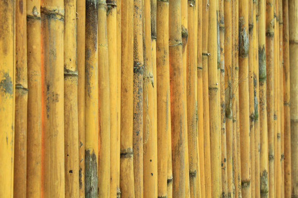 竹子的背景图片下载