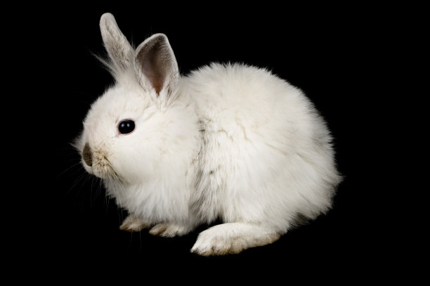 可爱的兔子图片素材ID：104539000