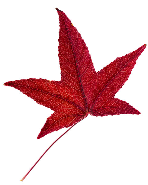 红香桉树的叶子图片下载