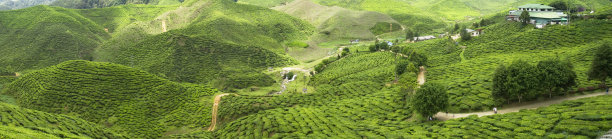 茶园全景图片下载