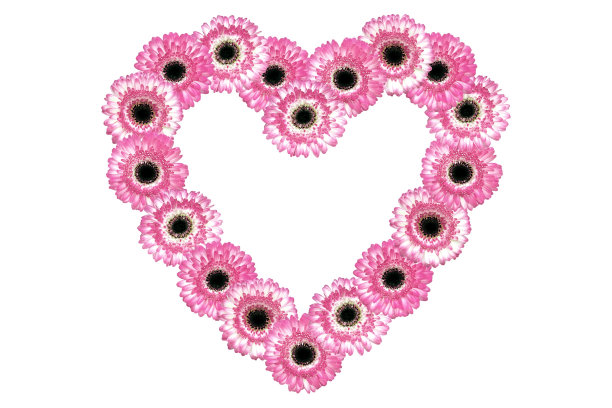 非洲菊的心图片下载