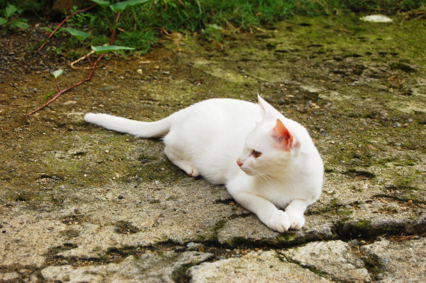 人行道上的白猫图片下载