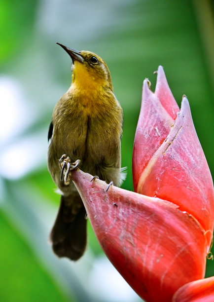 热带鸟图片下载