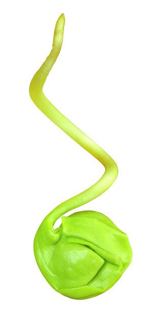 绿色的小植物。孤立在白色背景上。图片下载