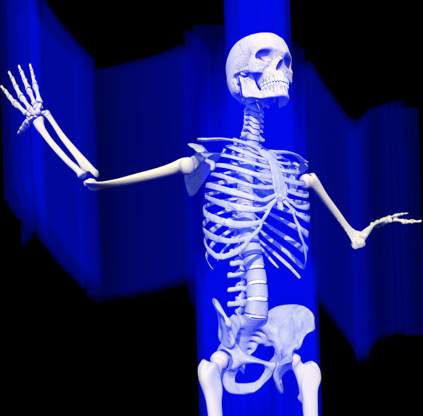 人类骨骼图片下载