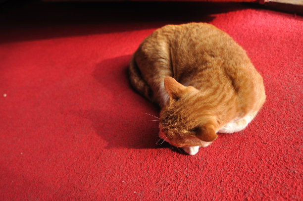 猫的睡眠图片下载