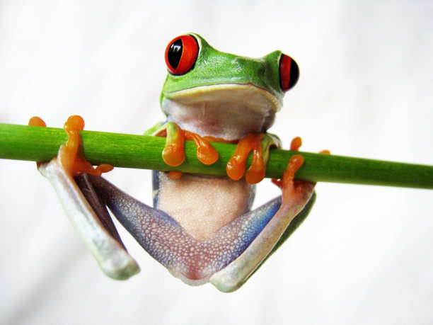 红眼树蛙图片下载