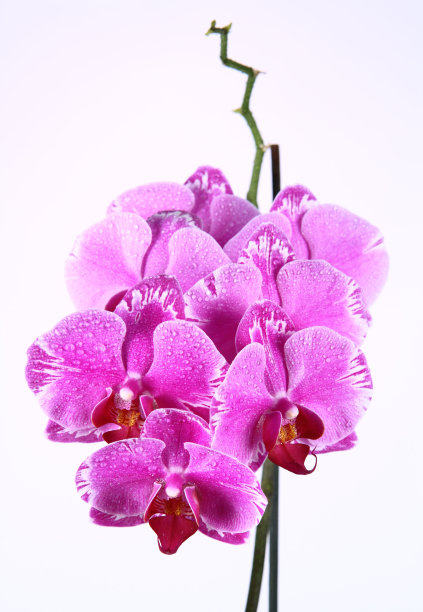 粉色兰花图片下载