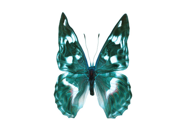 蝴蝶孤立在白色背景上图片下载