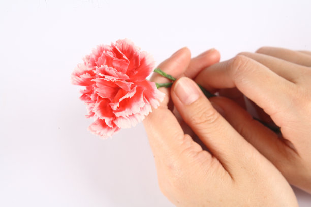 粉色的康乃馨图片下载