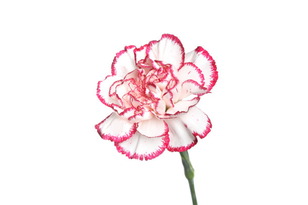 白色康乃馨，粉红色镶边图片下载