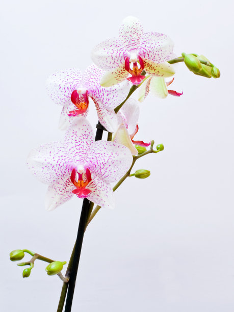 美丽的粉红色兰花，孤立图片下载