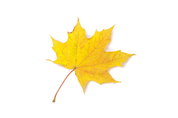 秋叶孤白。图片下载