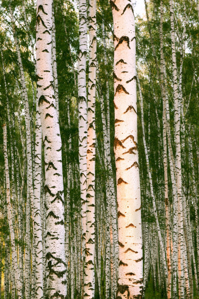 森林桦木图片下载