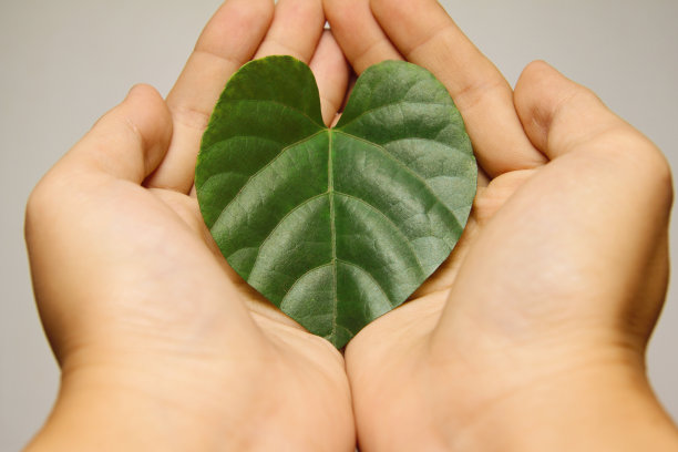 双手捧着一片心叶图片下载