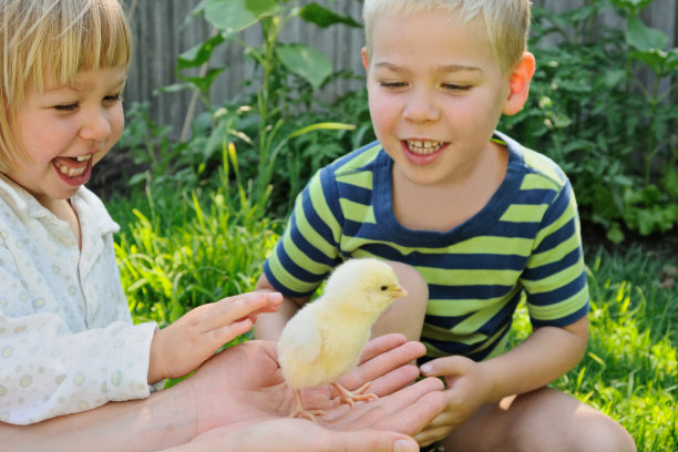新生儿鸡肉帕特图片下载