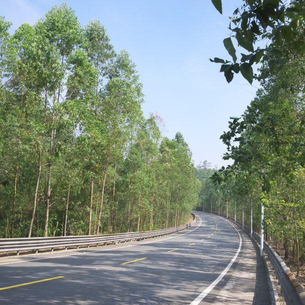 森林之路图片下载