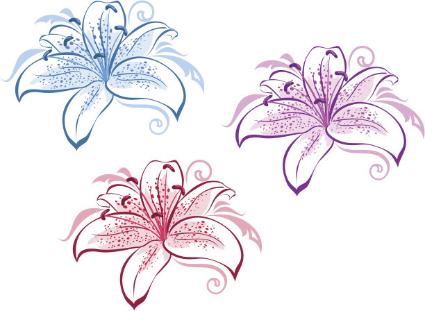 莉莉花组图片下载