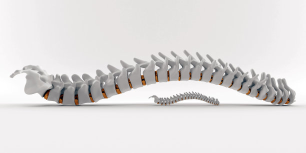 脊椎白色和金色特写图片下载