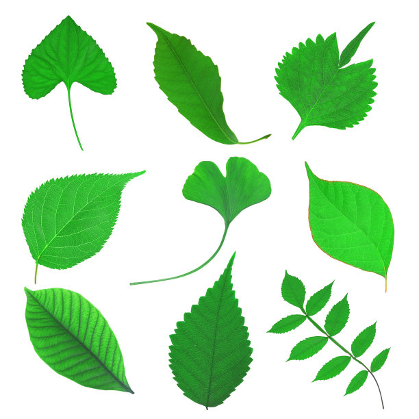 绿色的叶子图片下载