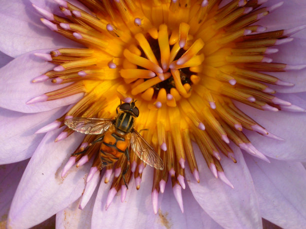 蜜蜂在百合花上图片下载