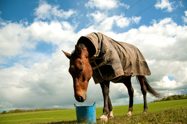 马在吃它的饲料图片下载