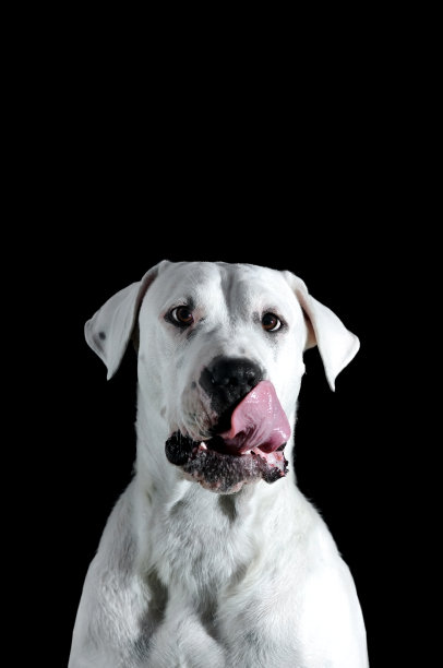 阿根廷的狗图片下载