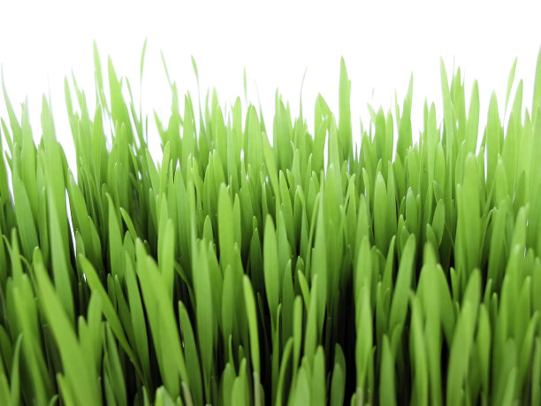 新鲜的粮食图片下载